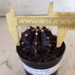 GYMNOCALYCIUM Mihanovichii Purple Nº 110 – vaso 09