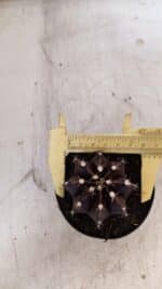 GYMNOCALYCIUM Mihanovichii Purple Nº 110 – vaso 09 - Imagem 7