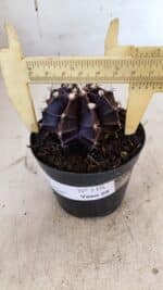 GYMNOCALYCIUM Mihanovichii Purple Nº 110 – vaso 09 - Imagem 4