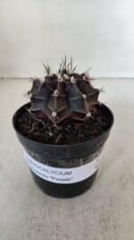 GYMNOCALYCIUM Mihanovichii Purple Nº 571 – vaso 09 - Imagem 2