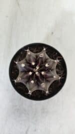 GYMNOCALYCIUM Mihanovichii Purple Nº 571 – vaso 09 - Imagem 3