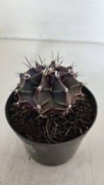 GYMNOCALYCIUM Mihanovichii Purple Nº 571 – vaso 09 - Imagem 8