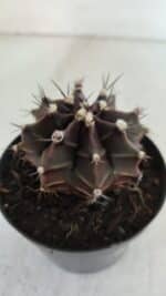 GYMNOCALYCIUM Mihanovichii Purple Nº 571 – vaso 09 - Imagem 7
