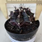 GYMNOCALYCIUM Mihanovichii Purple Nº 571 – vaso 09