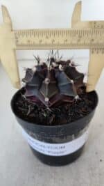 GYMNOCALYCIUM Mihanovichii Purple Nº 571 – vaso 09