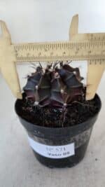 GYMNOCALYCIUM Mihanovichii Purple Nº 571 – vaso 09 - Imagem 6