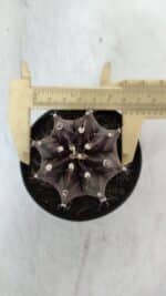GYMNOCALYCIUM Mihanovichii Purple Nº 571 – vaso 09 - Imagem 5