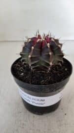GYMNOCALYCIUM Mihanovichii Purple Nº 572 – vaso 09 - Imagem 2