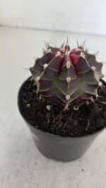 GYMNOCALYCIUM Mihanovichii Purple Nº 572 – vaso 09 - Imagem 9