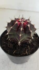 GYMNOCALYCIUM Mihanovichii Purple Nº 572 – vaso 09 - Imagem 8