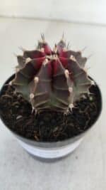 GYMNOCALYCIUM Mihanovichii Purple Nº 572 – vaso 09 - Imagem 7