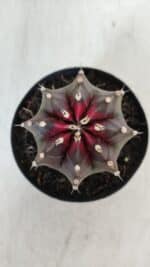 GYMNOCALYCIUM Mihanovichii Purple Nº 572 – vaso 09 - Imagem 3