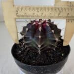 GYMNOCALYCIUM Mihanovichii Purple Nº 572 – vaso 09