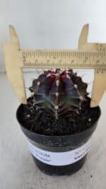 GYMNOCALYCIUM Mihanovichii Purple Nº 572 – vaso 09