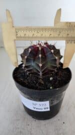 GYMNOCALYCIUM Mihanovichii Purple Nº 572 – vaso 09 - Imagem 6