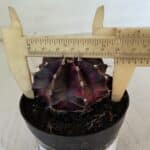 GYMNOCALYCIUM Mihanovichii Purple Nº 574 – vaso 09