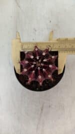 GYMNOCALYCIUM Mihanovichii Purple Nº 575 – vaso 09 - Imagem 5