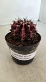 GYMNOCALYCIUM Mihanovichii Purple Nº 575 – vaso 09 - Imagem 11