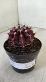 GYMNOCALYCIUM Mihanovichii Purple Nº 575 – vaso 09 - Imagem 10