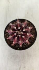 GYMNOCALYCIUM Mihanovichii Purple Nº 575 – vaso 09 - Imagem 3