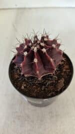 GYMNOCALYCIUM Mihanovichii Purple Nº 575 – vaso 09 - Imagem 9