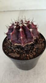 GYMNOCALYCIUM Mihanovichii Purple Nº 575 – vaso 09 - Imagem 8