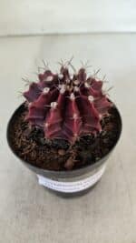 GYMNOCALYCIUM Mihanovichii Purple Nº 575 – vaso 09 - Imagem 7