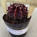 GYMNOCALYCIUM Mihanovichii Purple Nº 575 – vaso 09