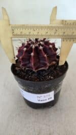 GYMNOCALYCIUM Mihanovichii Purple Nº 575 – vaso 09 - Imagem 6
