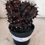 GYMNOCALYCIUM Mihanovichii Purple "Colônia" Nº 107 – vaso 11