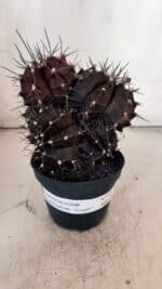 GYMNOCALYCIUM Mihanovichii Purple "Colônia" Nº 107 – vaso 11