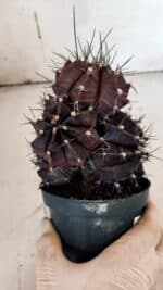 GYMNOCALYCIUM Mihanovichii Purple "Colônia" Nº 107 – vaso 11 - Imagem 6