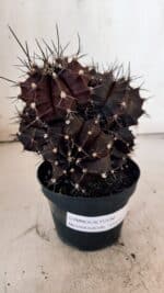 GYMNOCALYCIUM Mihanovichii Purple "Colônia" Nº 107 – vaso 11 - Imagem 4