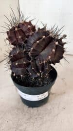 GYMNOCALYCIUM Mihanovichii Purple "Colônia" Nº 107 – vaso 11 - Imagem 11