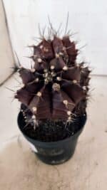 GYMNOCALYCIUM Mihanovichii Purple "Colônia" Nº 107 – vaso 11 - Imagem 10