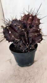 GYMNOCALYCIUM Mihanovichii Purple "Colônia" Nº 107 – vaso 11 - Imagem 9