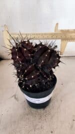 GYMNOCALYCIUM Mihanovichii Purple "Colônia" Nº 107 – vaso 11 - Imagem 3