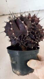 GYMNOCALYCIUM Mihanovichii Purple "Colônia" Nº 107 – vaso 11 - Imagem 7