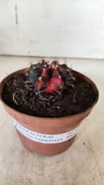 GYMNOCALYCIUM Mihanovichii Variegata Nº 524 – vaso 09 - Imagem 2