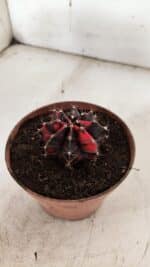 GYMNOCALYCIUM Mihanovichii Variegata Nº 524 – vaso 09 - Imagem 3