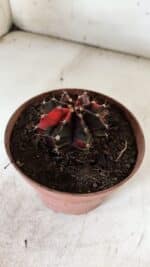 GYMNOCALYCIUM Mihanovichii Variegata Nº 524 – vaso 09 - Imagem 7