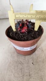 GYMNOCALYCIUM Mihanovichii Variegata Nº 524 – vaso 09