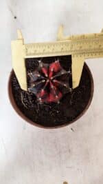 GYMNOCALYCIUM Mihanovichii Variegata Nº 524 – vaso 09 - Imagem 5