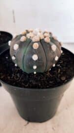 ASTROPHYTUM ASTERIAS “Purple - PELUDINHA”  – vaso 15 - Imagem 2