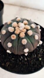 ASTROPHYTUM ASTERIAS “Purple - PELUDINHA”  – vaso 15 - Imagem 3
