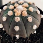 ASTROPHYTUM ASTERIAS “Purple - PELUDINHA”  – vaso 15