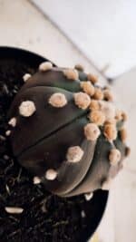 ASTROPHYTUM ASTERIAS “Purple - PELUDINHA”  – vaso 15 - Imagem 5