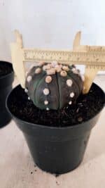 ASTROPHYTUM ASTERIAS “Purple - PELUDINHA”  – vaso 15 - Imagem 7