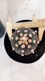 ASTROPHYTUM ASTERIAS “Purple - PELUDINHA”  – vaso 15 - Imagem 8