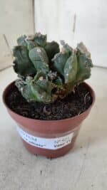 MATRIZ ASTROPHYTUM cv KIKKO "COLÔNIA"  Nº 925 – vaso 11 - Imagem 8